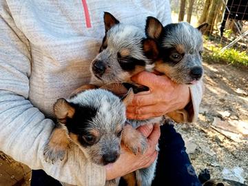Cuccioli di Australian Cattledog