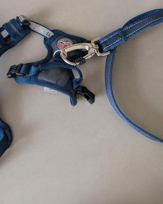 Pettorina ad H per cani con guinzaglio coordinato 