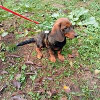 Dachsbracke cucciola