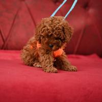 Cuccioli barboncini mini toy maschi femmine