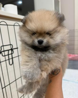 Spitz di Pomerania