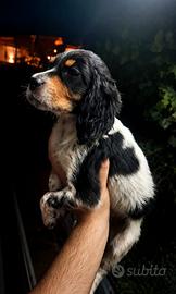 Setter inglese tricolore