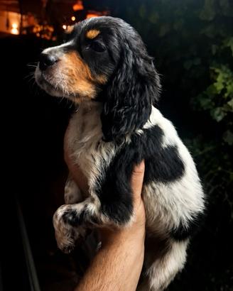 Setter inglese tricolore
