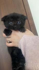 Vendita gatti scottish fold