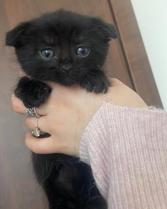 Vendita gatti scottish fold