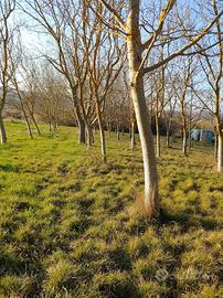 Terreno con Noceto