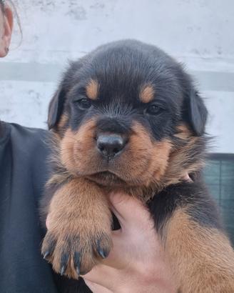 Rottweiler cuccioli