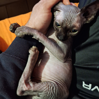 Sphynx