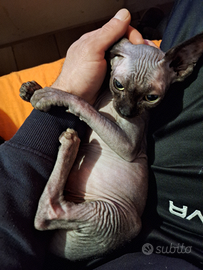 Sphynx