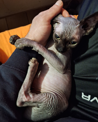 Sphynx