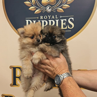 Volpino della pomerania