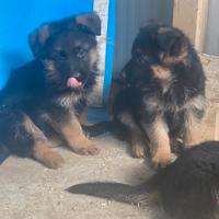 Cuccioli pastore tedesco