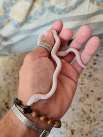 Serpente del grano, pantherophis guttatus