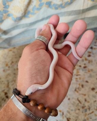 Serpente del grano, pantherophis guttatus