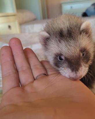 Cuccioli Di Furetti