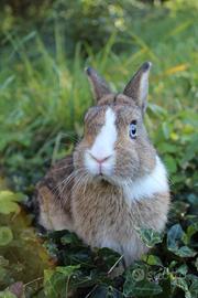 Coniglio nani colorato maschio
