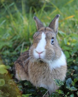 Coniglio nani colorato maschio