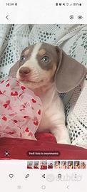 Bassottina kaninchen piebald blu