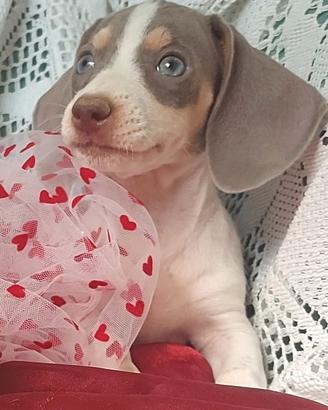 Bassottina kaninchen piebald blu