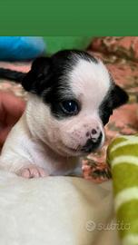 Cuccioli di chihuahua