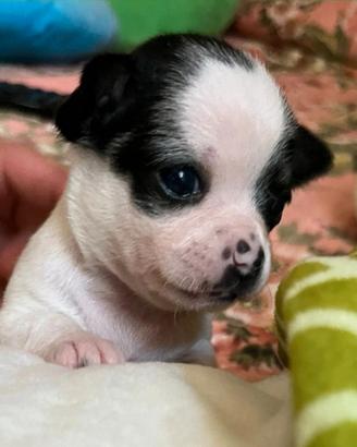 Cuccioli di chihuahua
