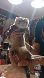 Furetto
