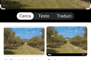 Lotto di terreno agricolo con coltivazione olivi 2