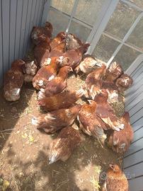 Galline ovaiole 6 mesi