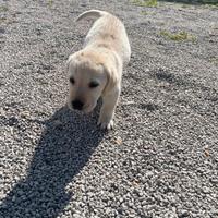 Cuccioli Labrador Retriever maschi