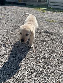 Cuccioli Labrador Retriever maschi