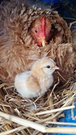Cocincina nana & araucana