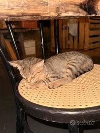 Gatto tigrato