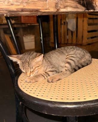 Gatto tigrato