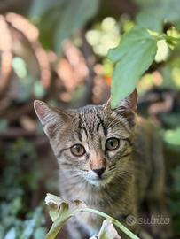 Gattini