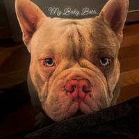 American Bully micro exotic