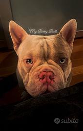 American Bully micro exotic