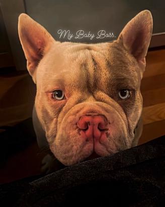 American Bully micro exotic