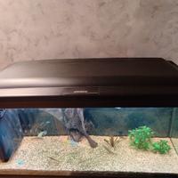 Acquario Cayman 110 professional 230 litri