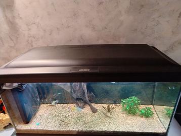 Acquario Cayman 110 professional 230 litri