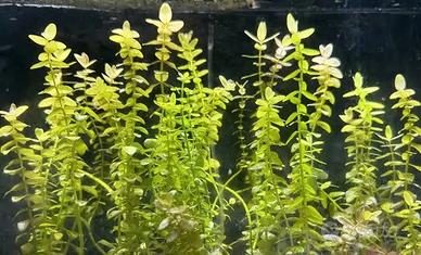pianta acquario - bacopa caroliniana