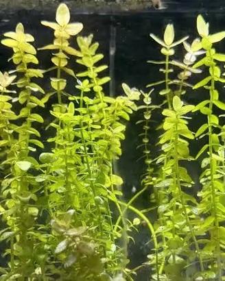 pianta acquario - bacopa caroliniana