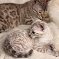 Cuccioli bengala snow 2 mesi