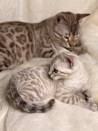 Cuccioli bengala snow 2 mesi