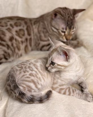 Cuccioli bengala snow 2 mesi