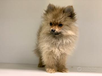 Pomerania Carbonato disponibile - Animali In vendita a Roma