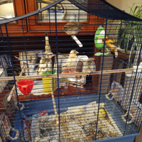 Canarini nati a marzo