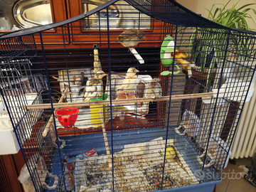 Canarini nati a marzo