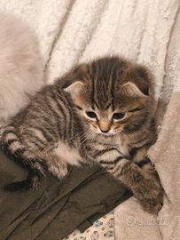 Cucciolo scottish fold