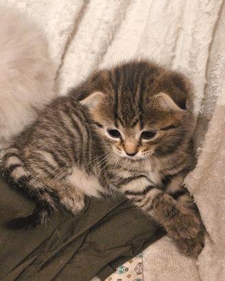 Cucciolo scottish fold
