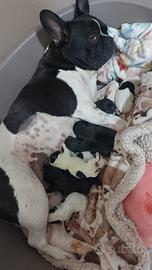 Cuccioli di Buldog francese